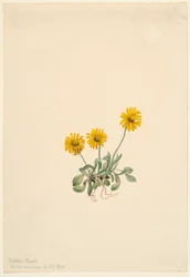 Gyllen fleabane (Erigeron aureus)