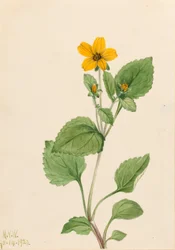 Gyllen stjerne (Chrysogonum virginianum)