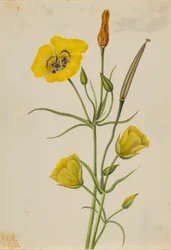 Gullskål-Mariposa (Calochortus claratus)