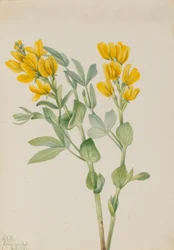 Gullert (Thermopsis rhombifolia)