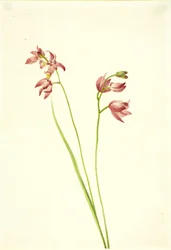 Gress-rosa orkidé (Limodorum tuberosum)