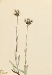 Grå kattepoter, Antennaria howellii, 1921.