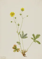 Gråbladet femfinger (Potentilla glaucophylla)