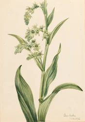 Grønn bjørnekål (Veratrum viride)