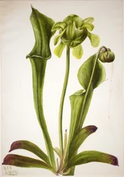 Grønn muggeplante (Sarracenia orephila)