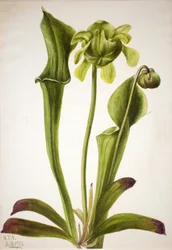 Grønn pitcherplant Sarracenia orephila, 1933.