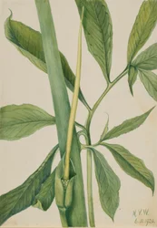 Grønndrage (Arisaema dracontium)