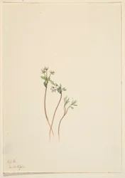 Vårbudbringer (Erigenia bulbosa)