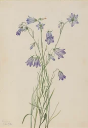 Blåklokke (Campanula rotundifolia)