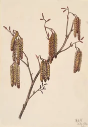 Hassel Alder Alnus regosa, 1920.