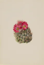Hedgehog Cactus Coryphantha arizonica, 1933.