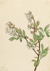 Høybuskblåbær (Vaccinium corymbosum)