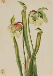Hybrid muggeplante (Sarracenia minor)
