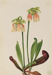 Hybrid muggeplante (Sarracenia minor x psittacina)