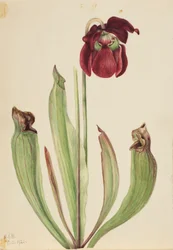 Hybrid pitcherplant (Sarracenia rubra xs purpurea venosa)