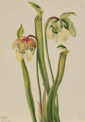 Hybrid Pitcherplant Sarracenia minor, 1930.
