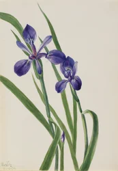 Iris Iris-art, 1939.