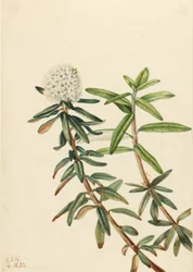 Labrador te (Ledum groenlandicum)