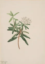 Labrador te (Ledum groenlandicum)