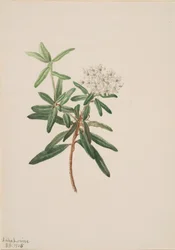 Labrador Tea Grønlandsis, 1905.