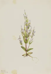 Stigegentian (Gentiana acuta)