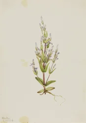 Stige Gentian Gentiana acuta, 1916.