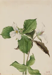 Stor hvit trillium (Trillium grandiflorum)