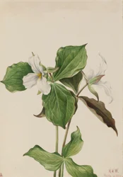 Stor hvit Trillium Trillium grandiflorum, 1923.