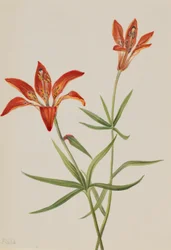 Lilje (Lilium montanum)