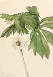 Mais (Podphyllum paltatum)