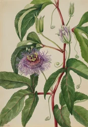 Maisblomst (Passiflora incarnata)