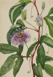 Maypop Passiflora incarnata, 1926.