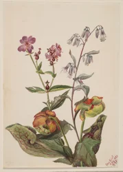 Engskjønnhet (Rhexia virginica), Klapperslangerot (Nabalus albus), Muggeplante (Sarracenia purpurea)