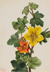 Meksikansk Fremontia (Fremontodendron mexicanum)