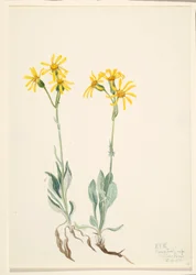 Montana Parnassia (Parnassia montanesis)