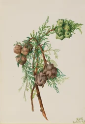 Monterey Cypress (Cupressus macrocarpa)
