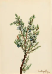 Fjell-einer (Juniperus sibirica)