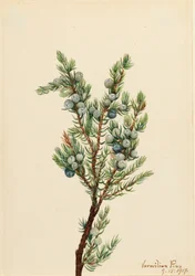 Mountain Juniper Juniperus sibirica, 1917.