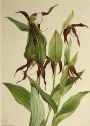 Fjellfruesko (Cypripedium montanum)