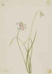 Nikkende løk (Allium cernuum)