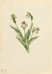 Nordlig fruesko (Cypripedium passerinum)