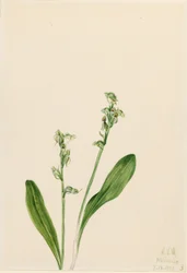 Enbladsmyr-orkide (Habenaria obtusata)