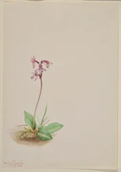 Orkide (Orchis rotundifolia)