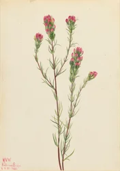 Uglekløver Orthocarpus tenuifolius, 1923.
