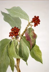 Stillehavskornell (Cornus nuttallii)