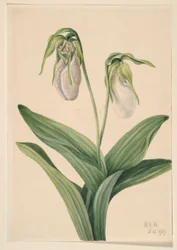 Blek fruesko (Cyprideium acaule)