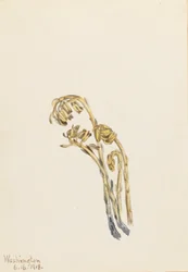 Palae Pinus hypopithecus Americana, 1918.