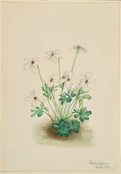 Stemorsfiolett (Viola pedata)