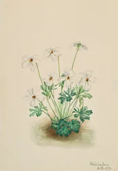 Stemorviolett Viola slitebane, 1919.