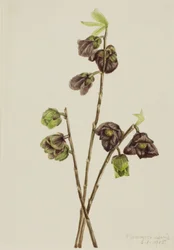 Papaw Asimina triloba, 1918.